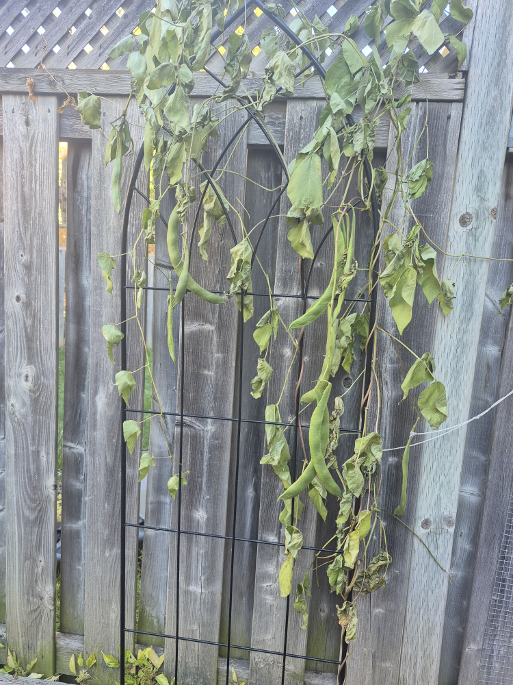 Metal Garden Trellis - Black - photo 2