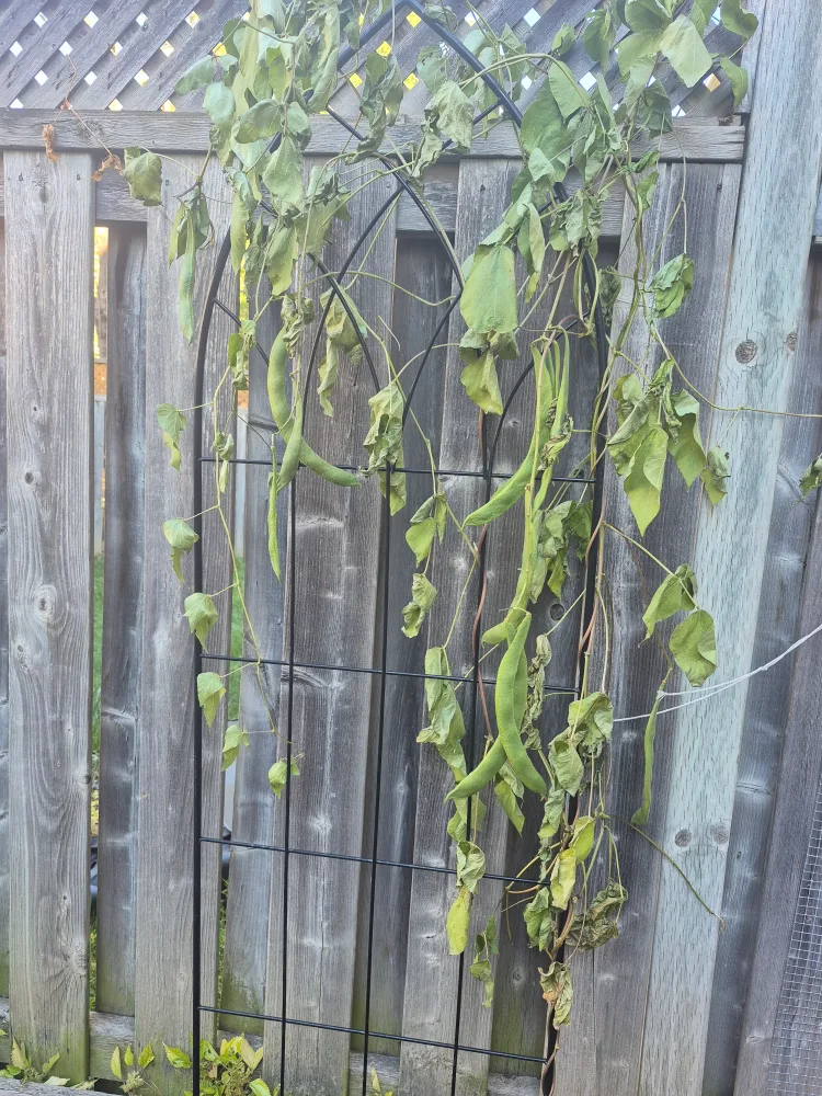 Metal Garden Trellis - Black image indicator(2)