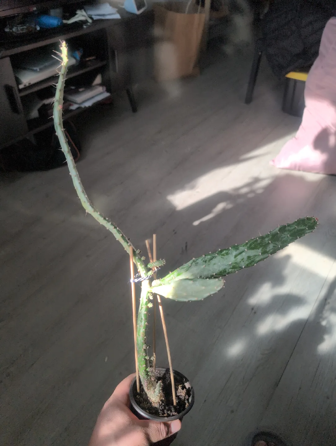 Cactus Plant 🥕 thumbnail
