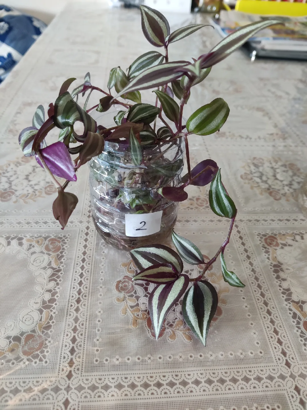 Tradescantia Plant Cuttings thumbnail