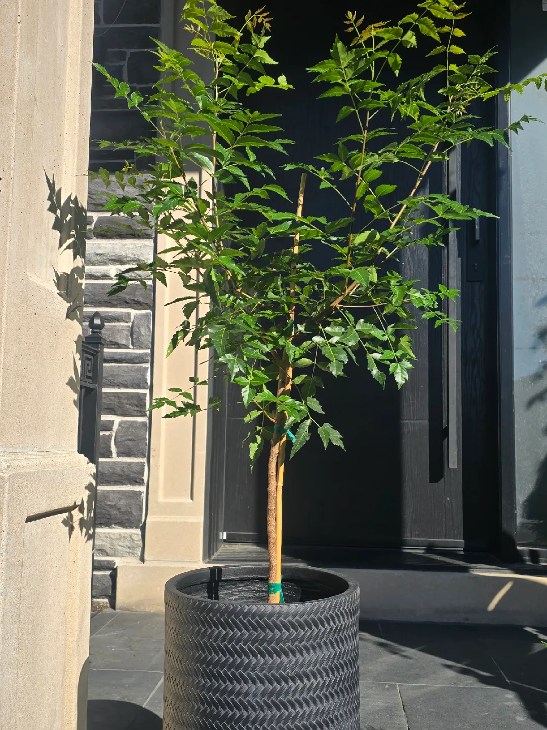large neem  tree. almost 5 feet image indicator(3)