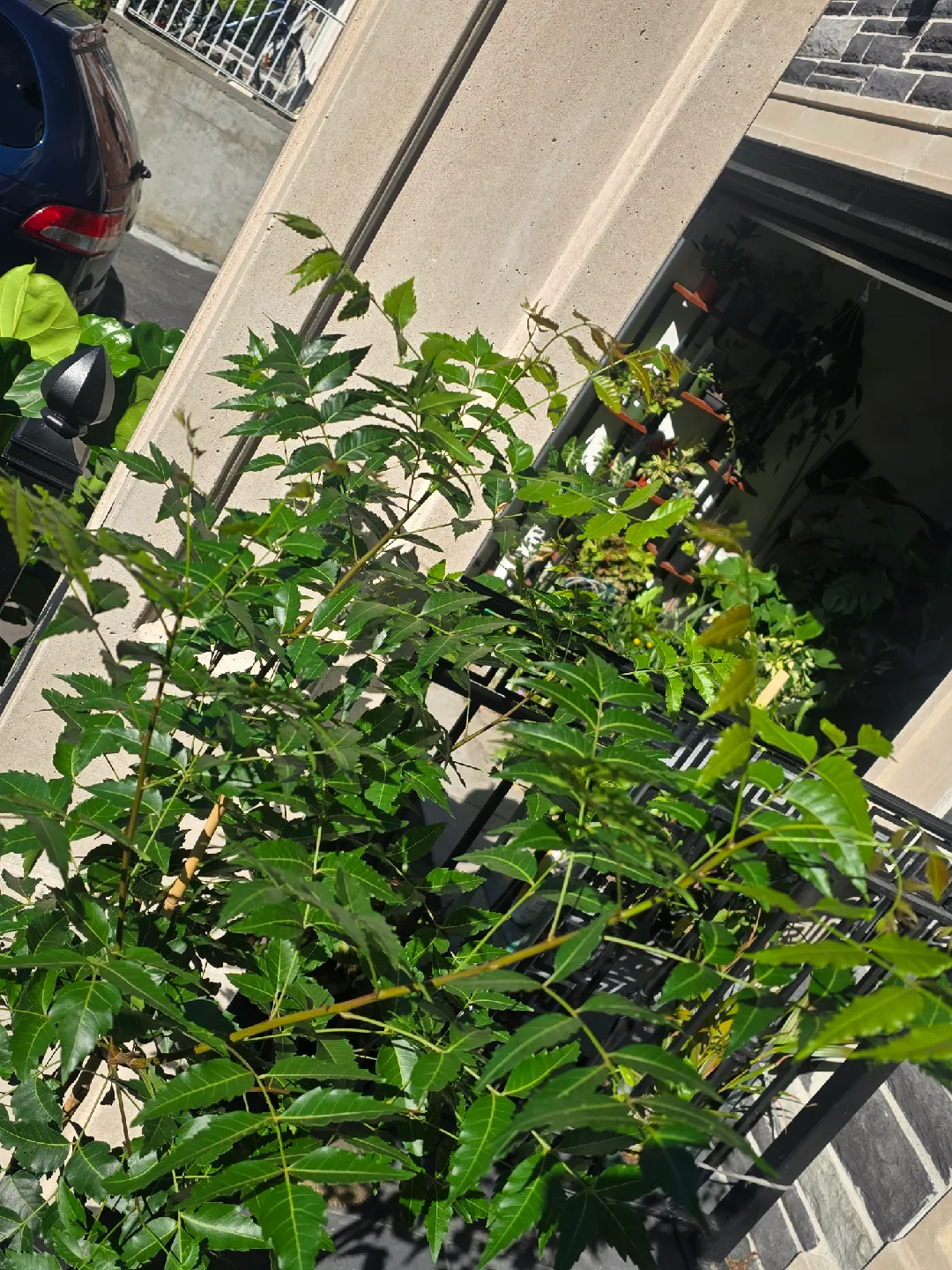 large neem  tree. almost 5 feet image indicator(4)