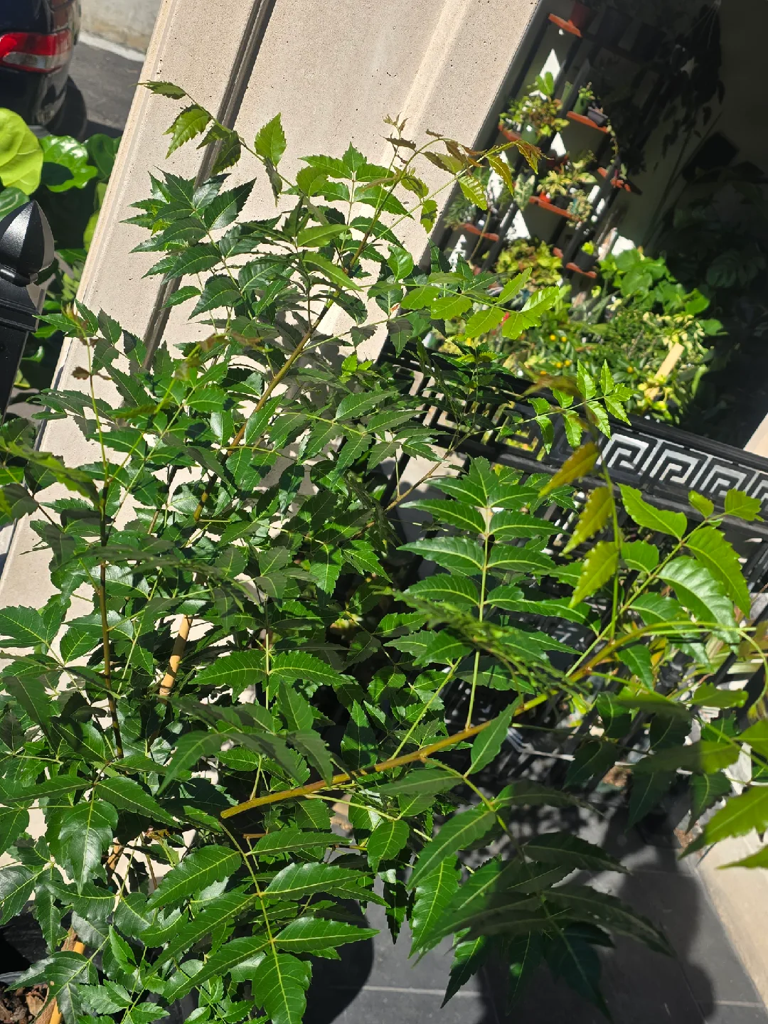 large neem  tree. almost 5 feet image indicator(5)