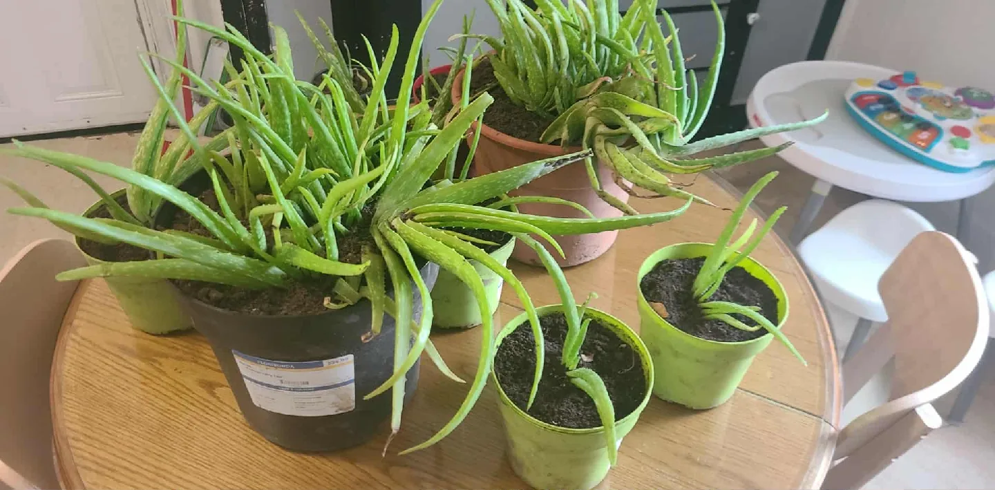 Aloe Vera Plants - ONLY ALOE PLANTS FOR SALE image indicator(3)