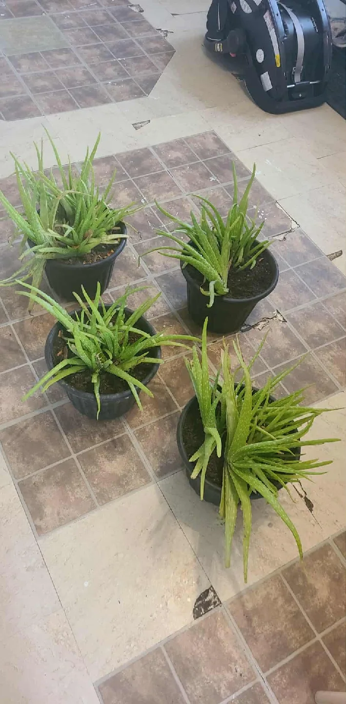 Aloe Vera Plants - ONLY ALOE PLANTS FOR SALE image indicator(4)