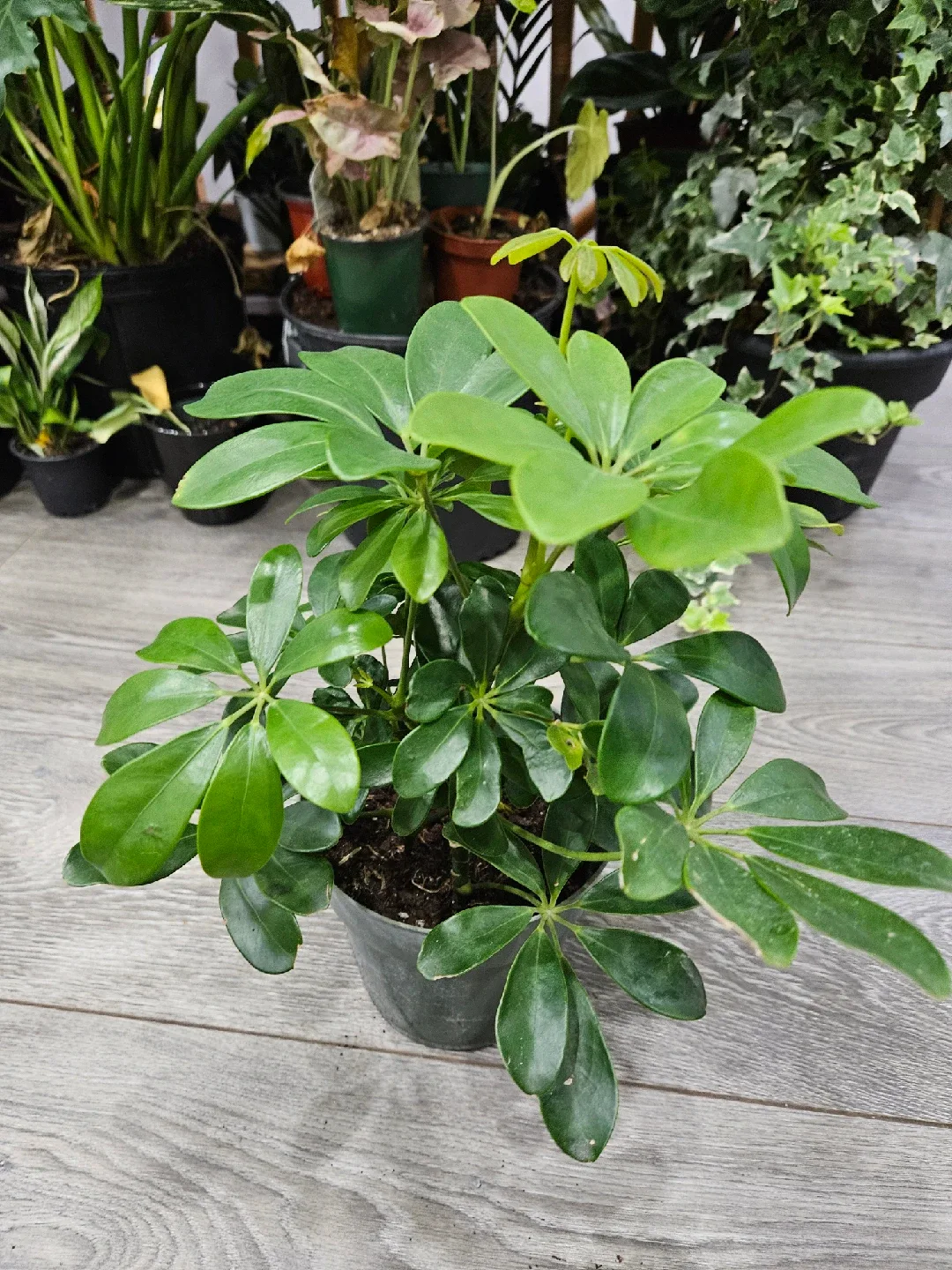 Umbrella Tree Plant image indicator(2)