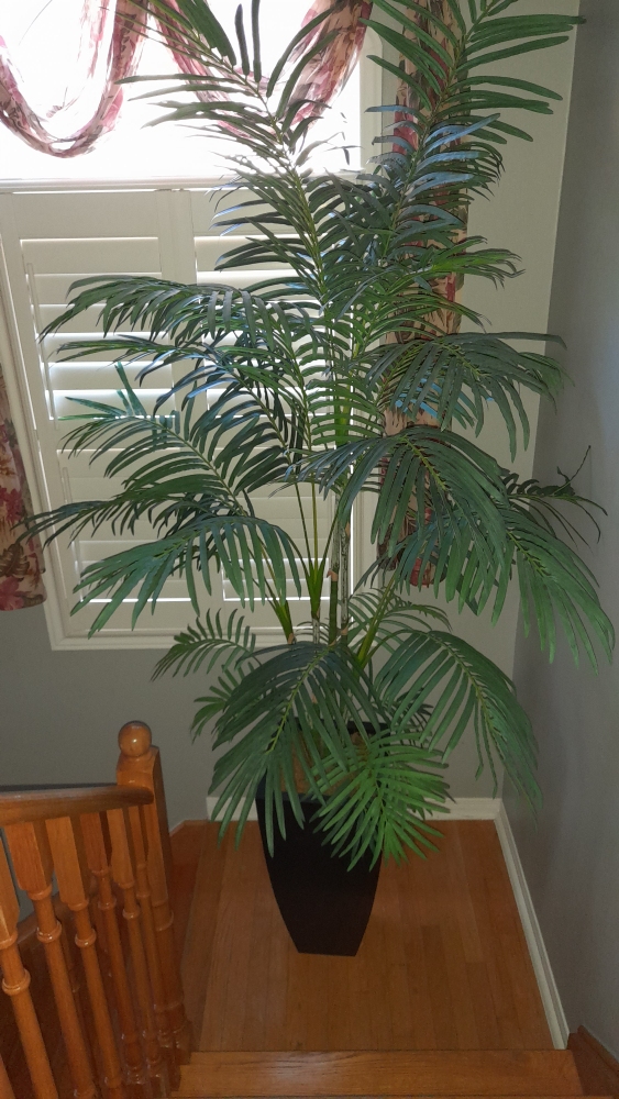 Palm Tree - Price Negotiable
