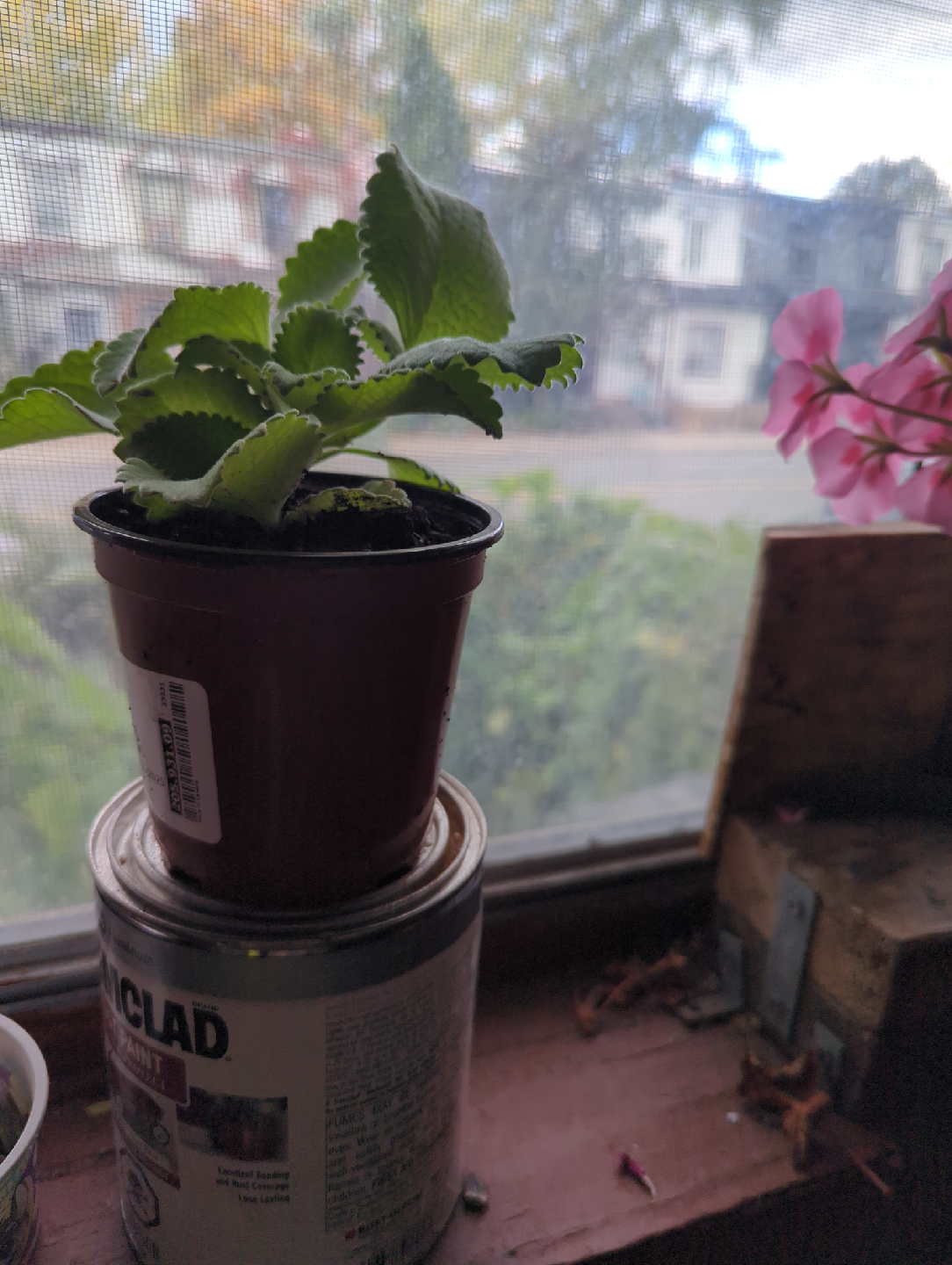 Cuban Oregano Plant - photo 3