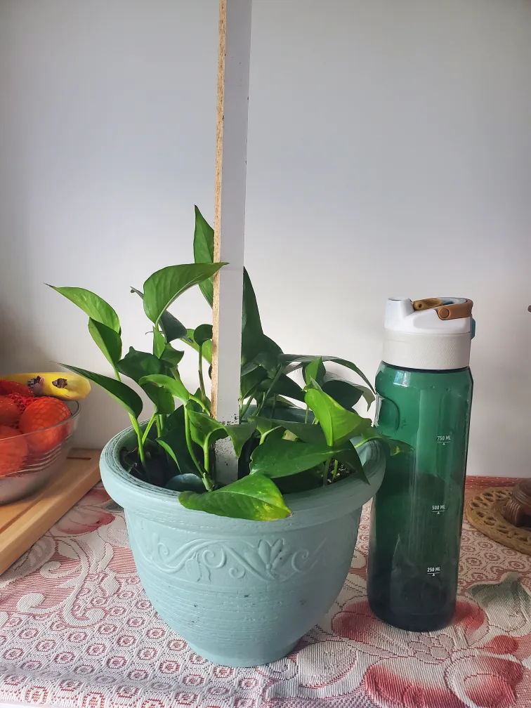 Potted Pothos Plant image indicator(2)