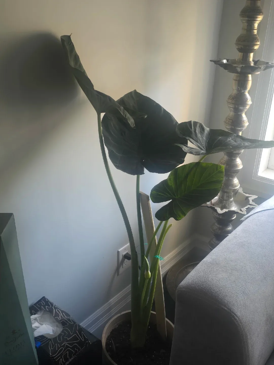 large Alocasia image indicator(3)