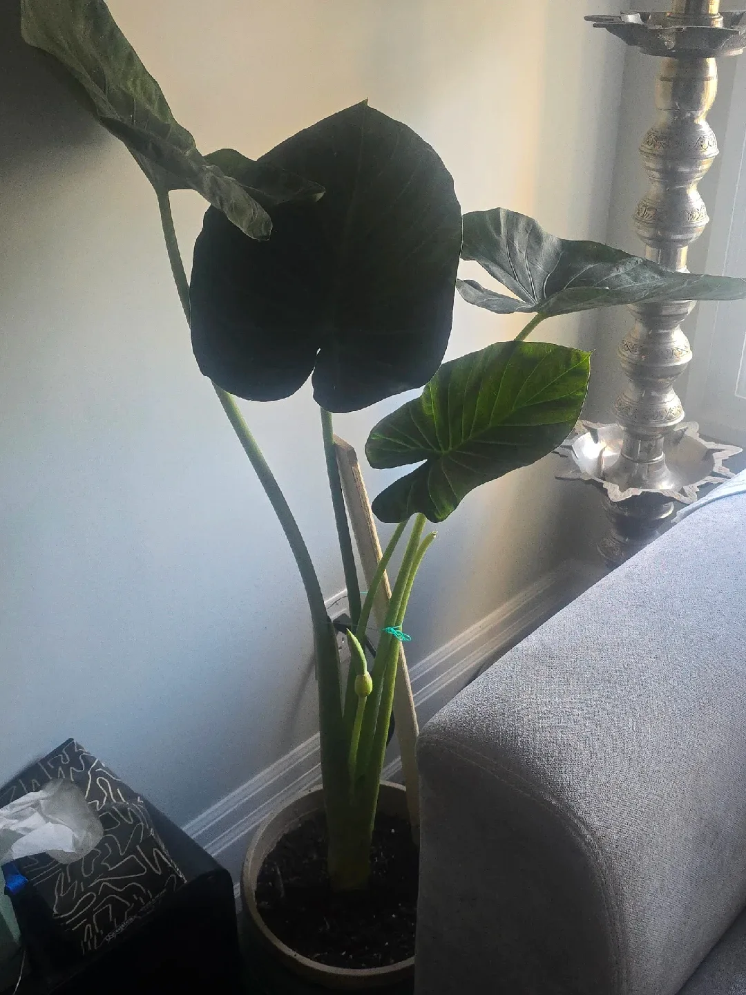 large Alocasia image indicator(4)