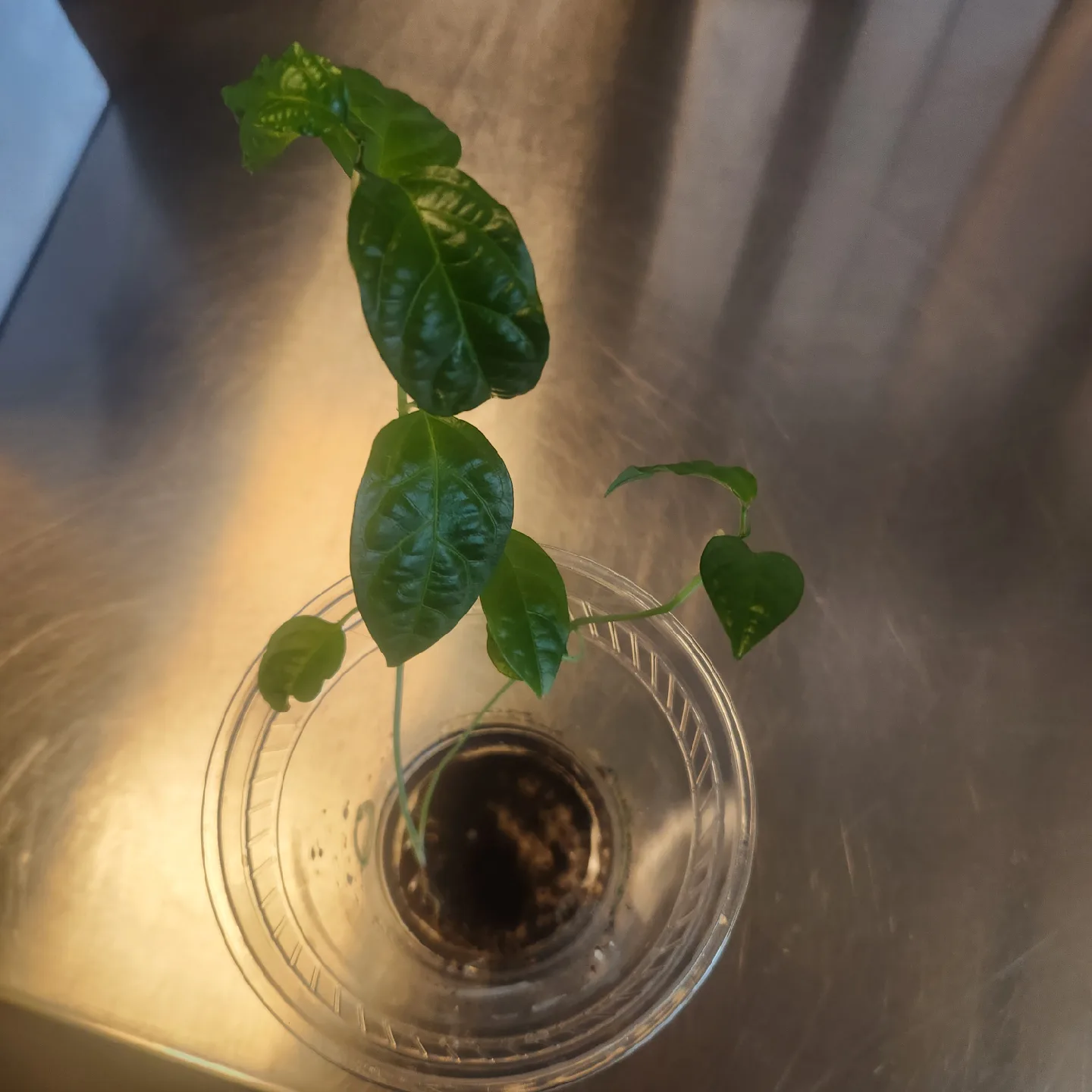 passion fruit plant in water thumbnail