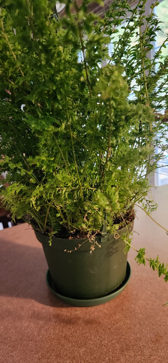 Potted Green Fern🥕 thumbnail