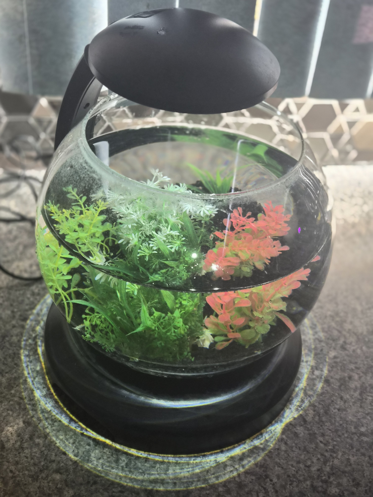 Fish Bowl with accessories