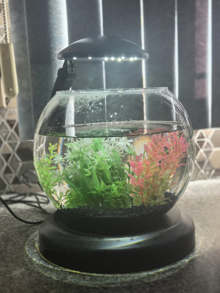 Fish Bowl with accessories - photo 2
