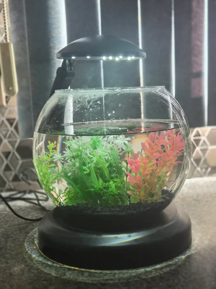 Fish Bowl with accessories image indicator(2)