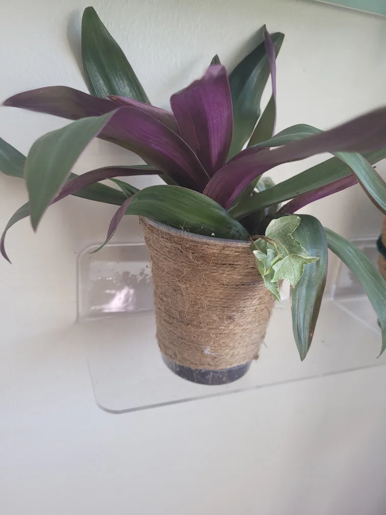 Boat lilly in decorative Pot image indicator(3)