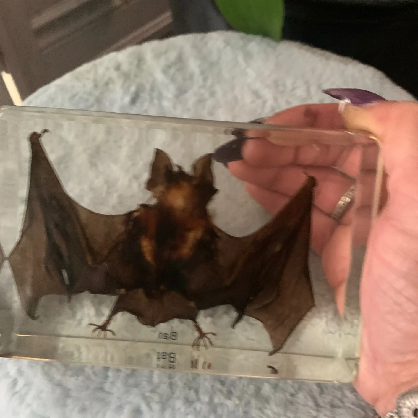 Bat Specimen in Lucite image indicator(2)