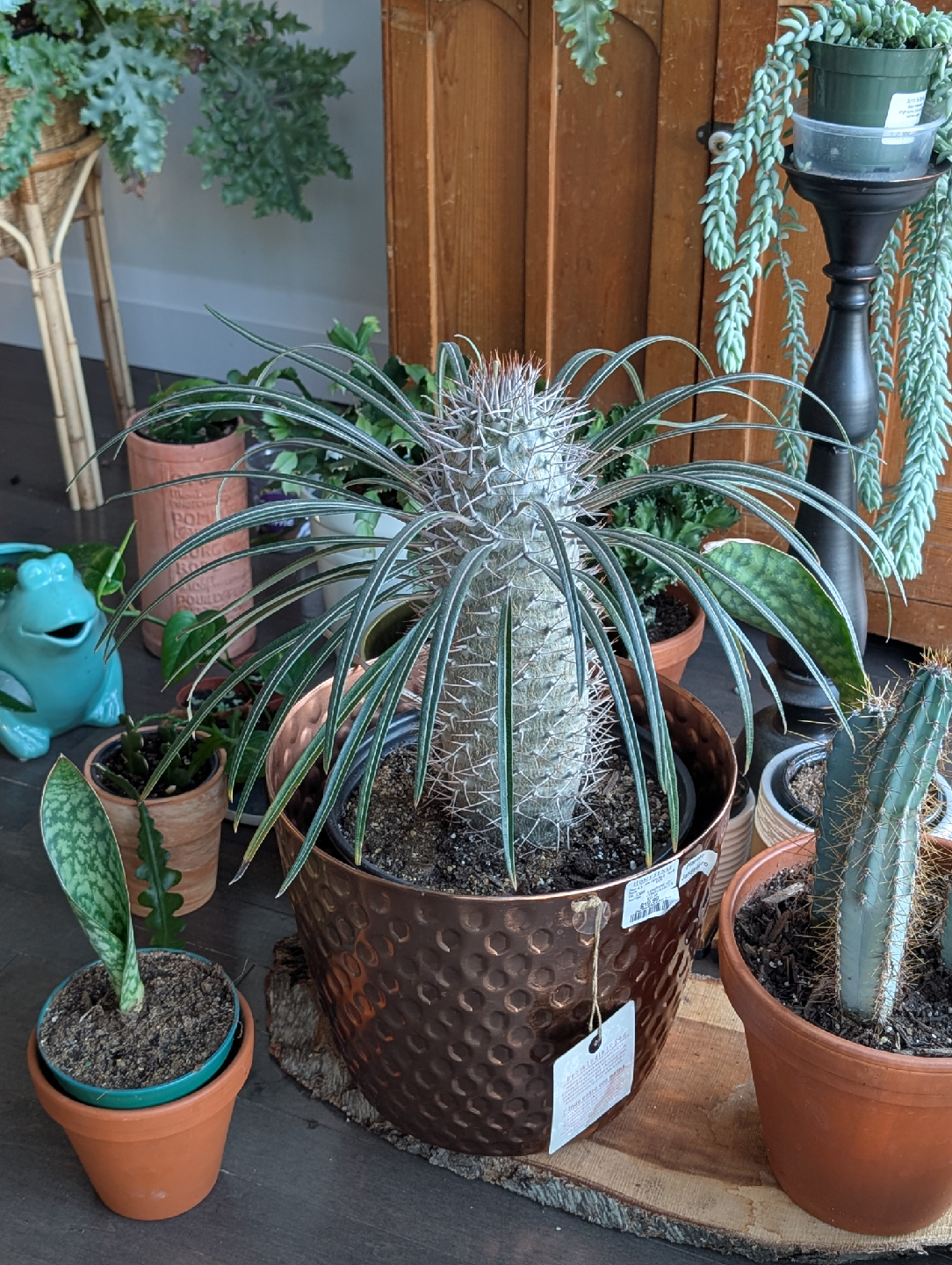 Madagascar palm houseplant
