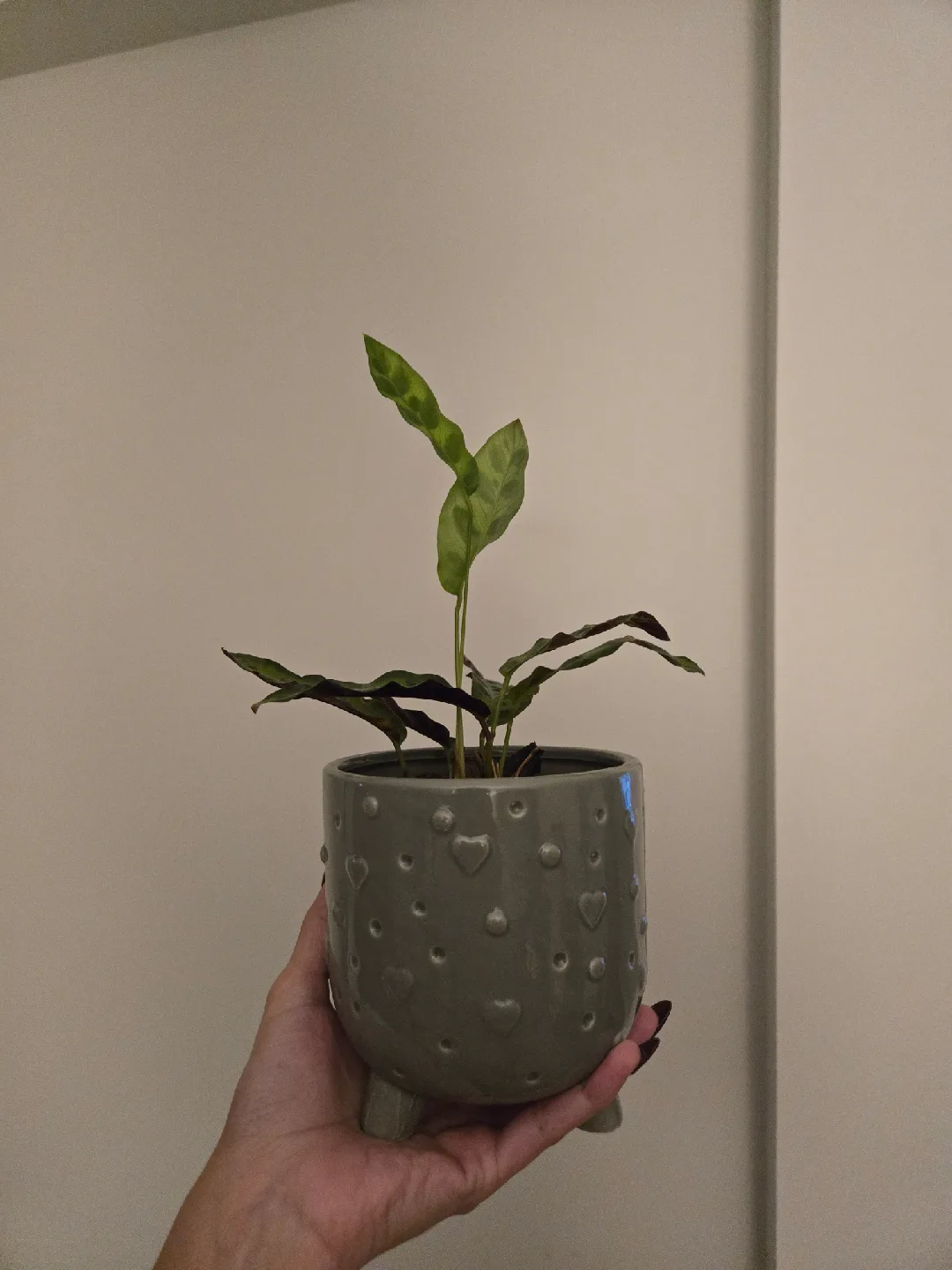 Calathea Plant in Grey Heart Pot