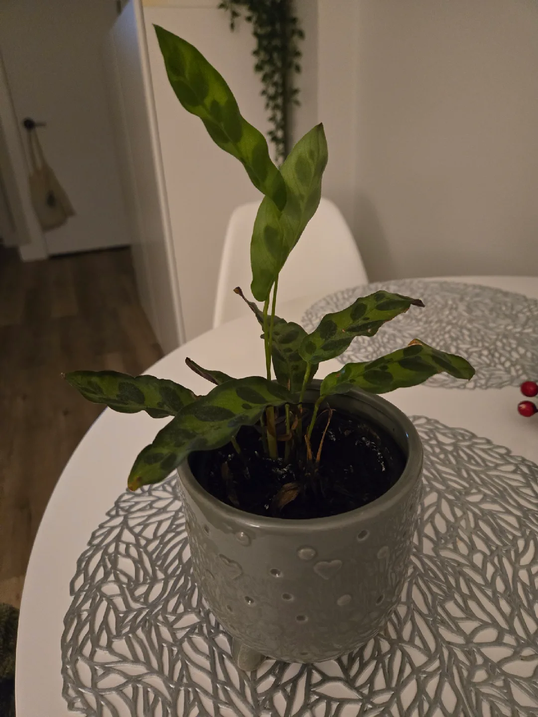 Calathea Plant in Grey Heart Pot image indicator(2)
