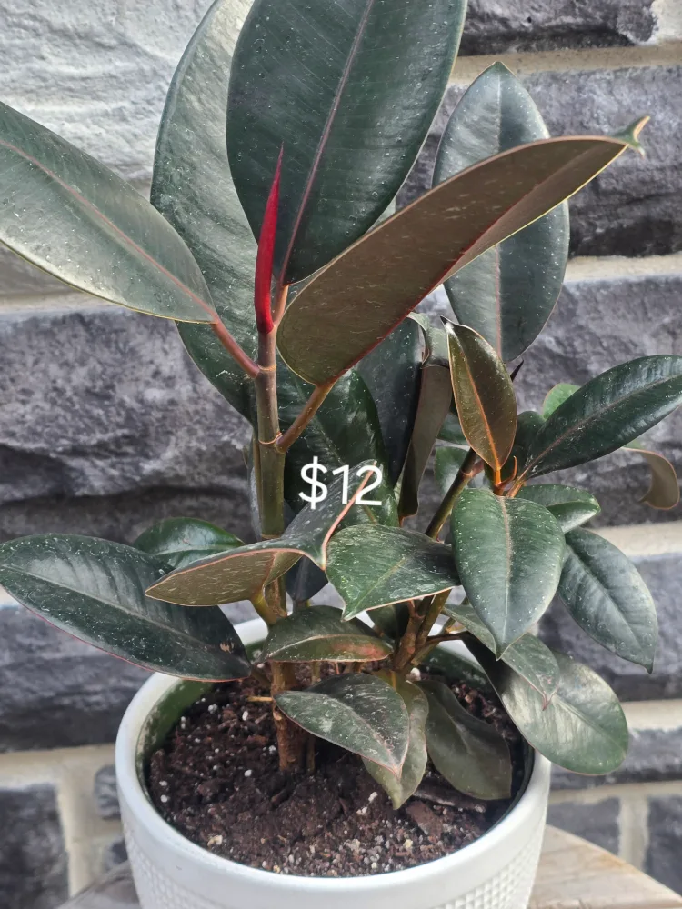 Rubber Plant - Assorted Varieties thumbnail