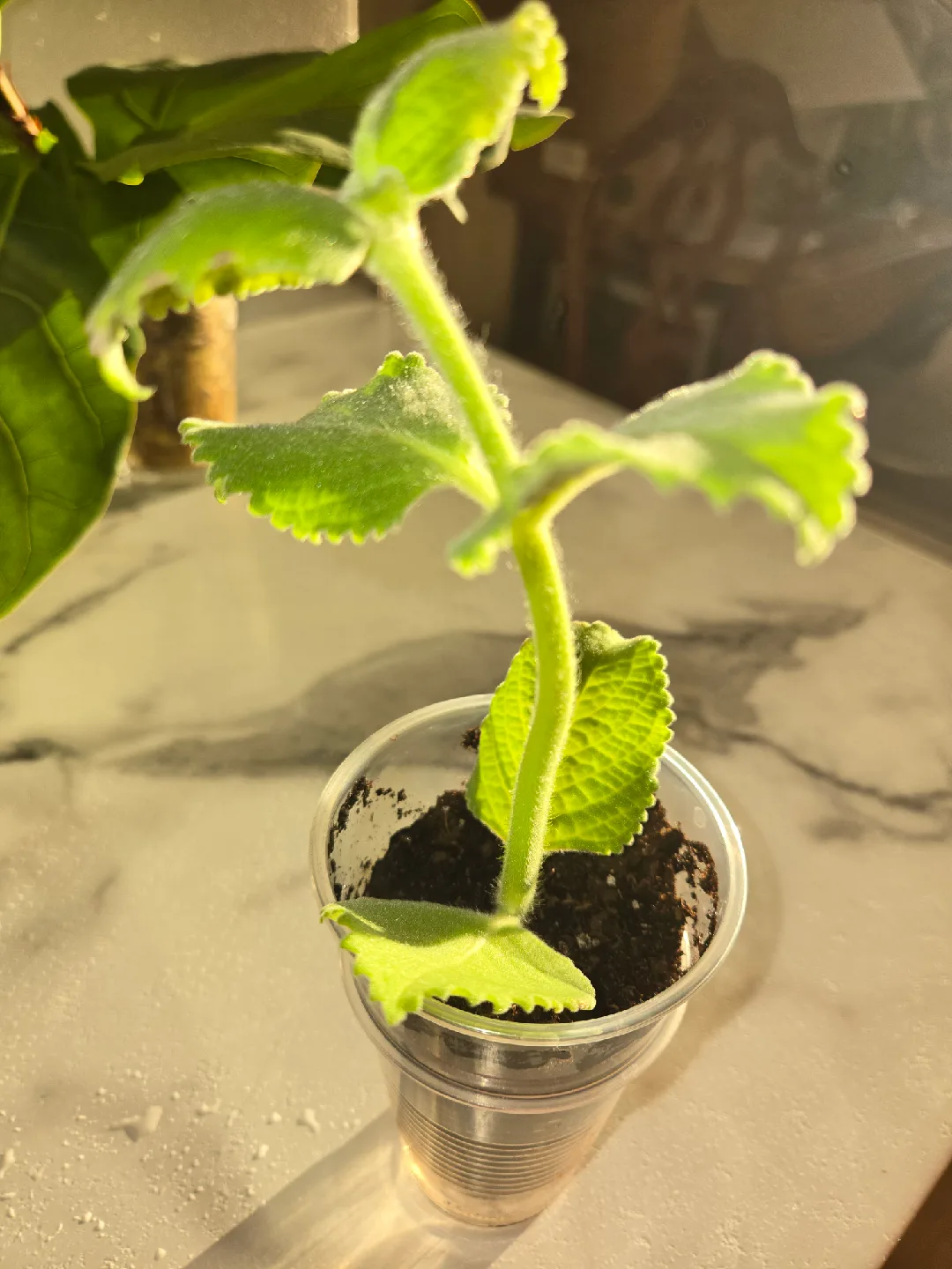 Cuban Oregano Plant✨️🪴  (3 available) image indicator(3)