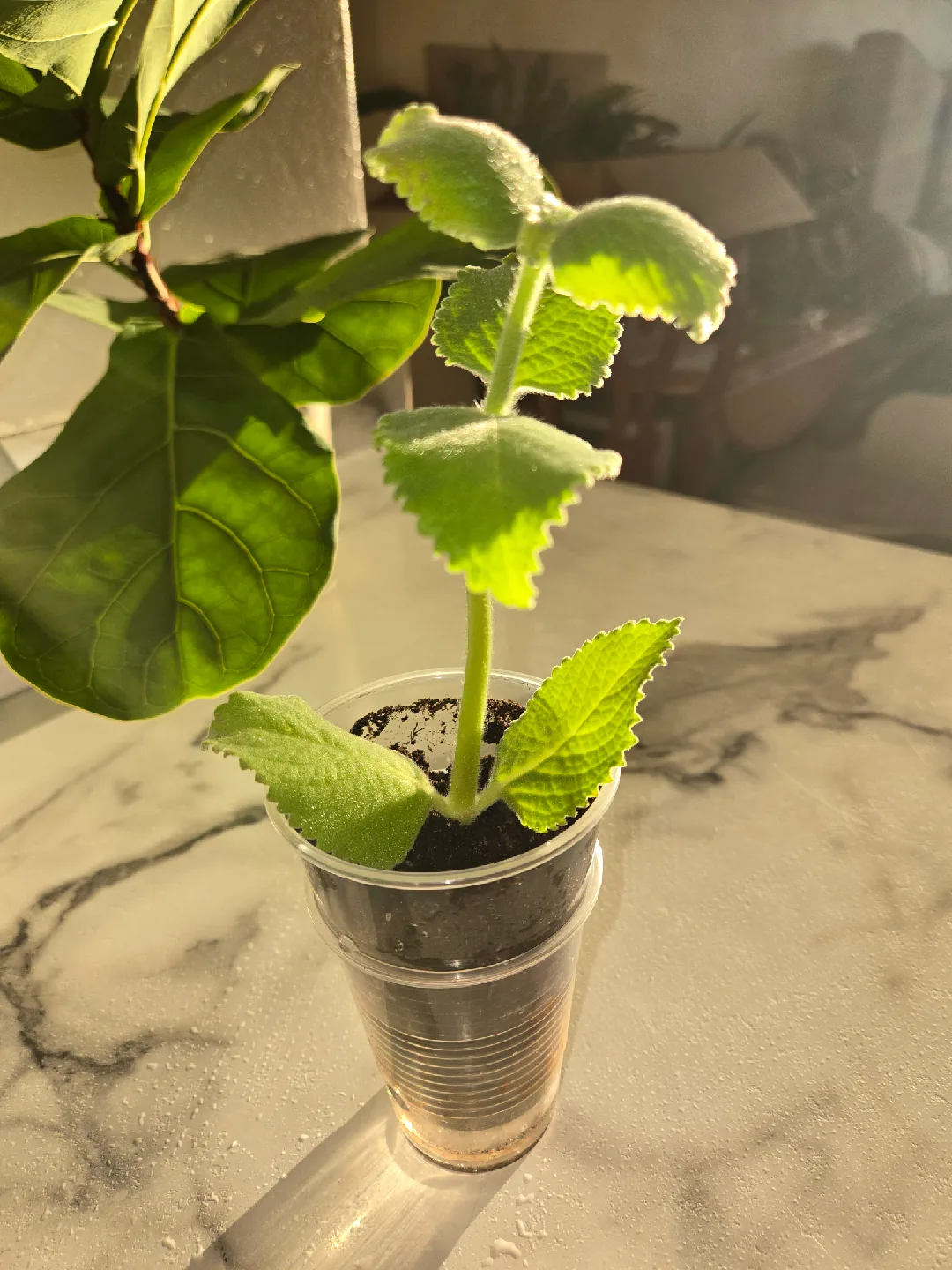 Cuban Oregano Plant✨️🪴  (3 available) image indicator(4)