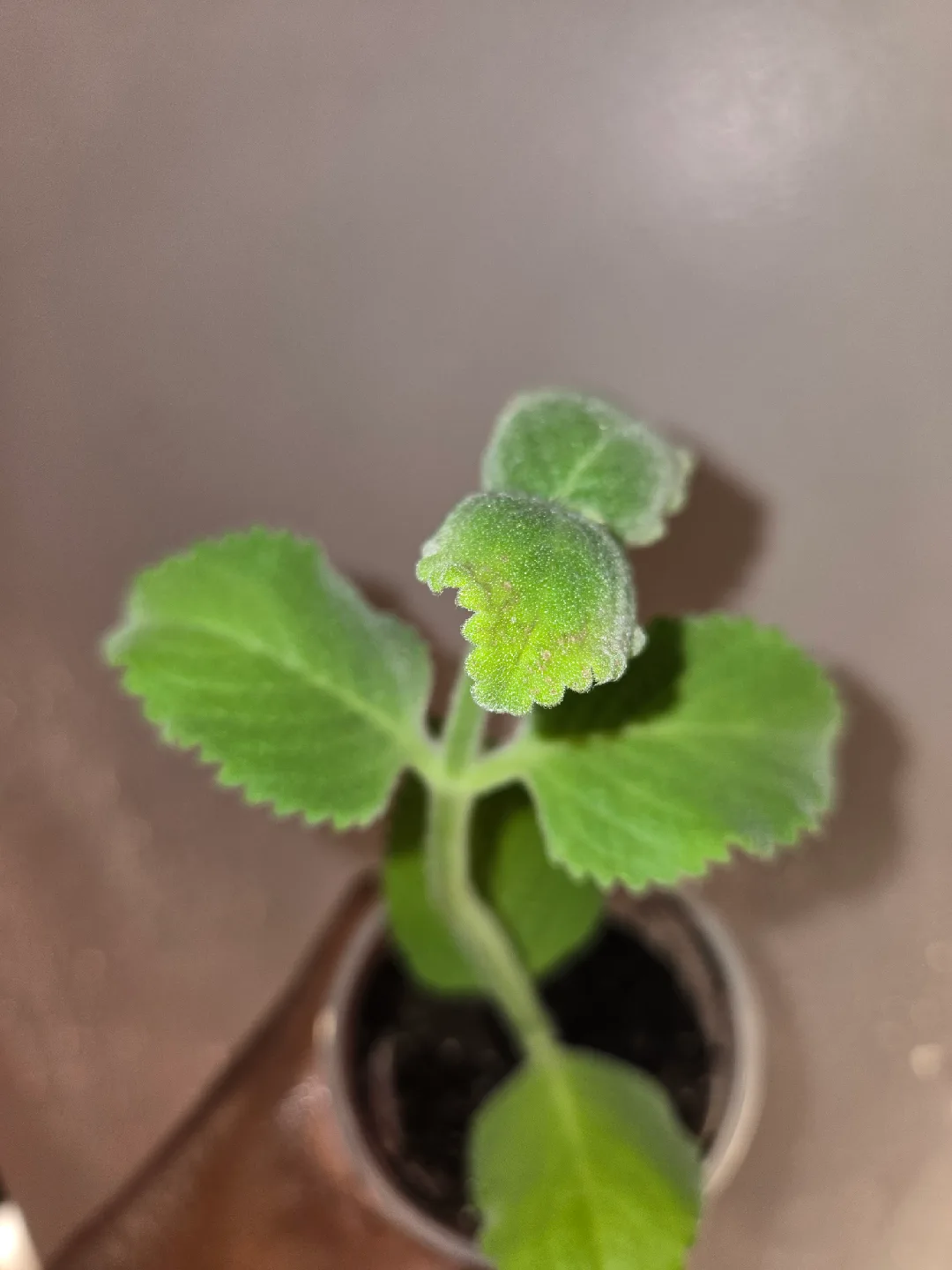 Cuban Oregano Plant✨️🪴  (3 available) image indicator(5)
