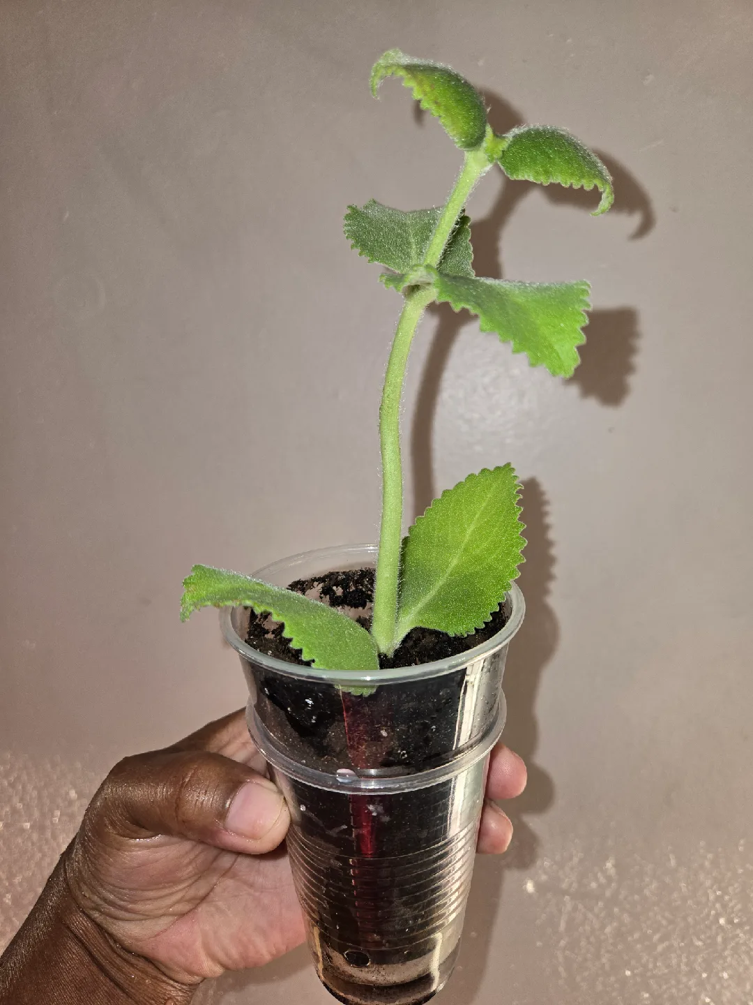 Cuban Oregano Plant✨️🪴 thumbnail