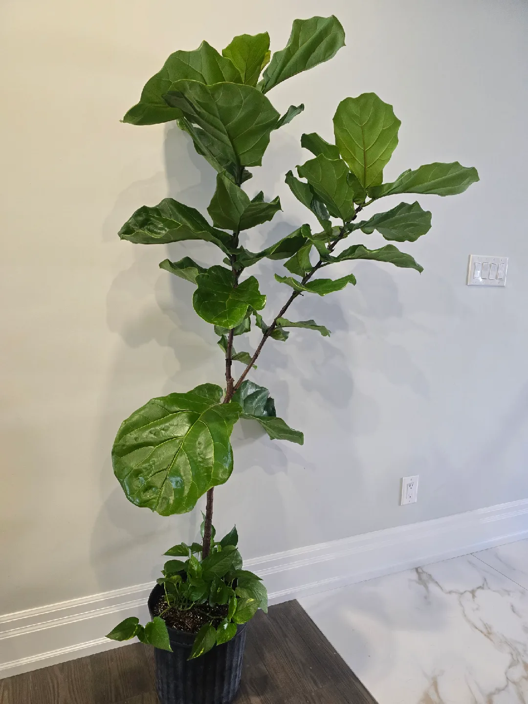 Fiddle Leaf Fig Tree image indicator(5)