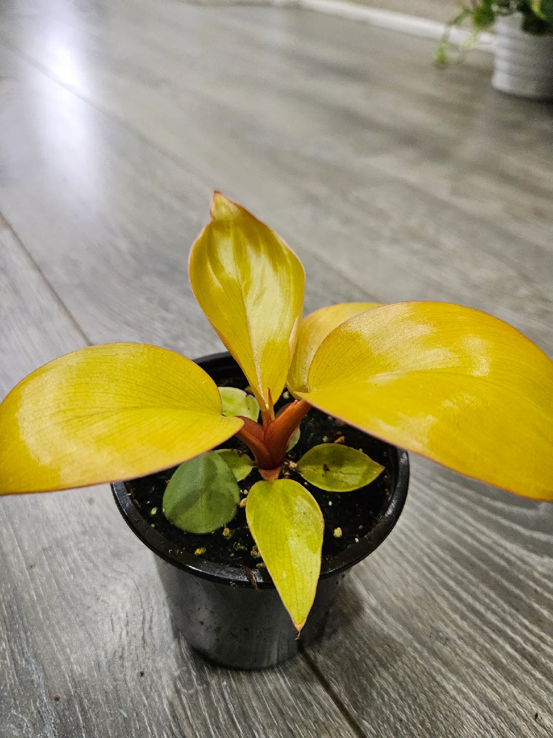 Philodendron  mars image indicator(3)