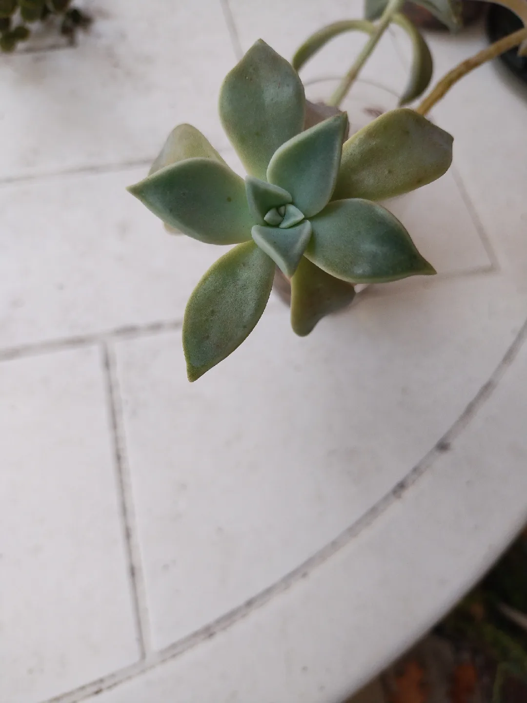 Free Succulent thumbnail