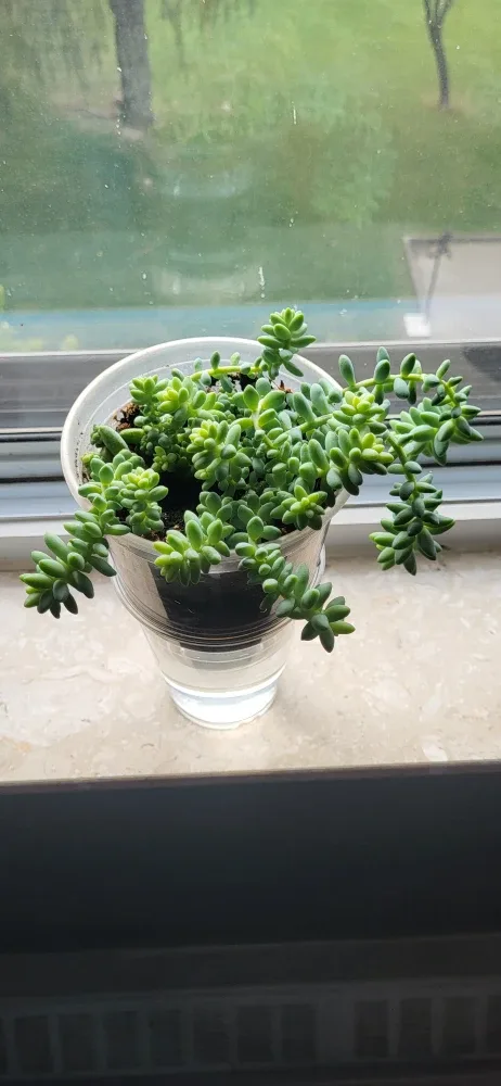 Burro's Tails succulent thumbnail