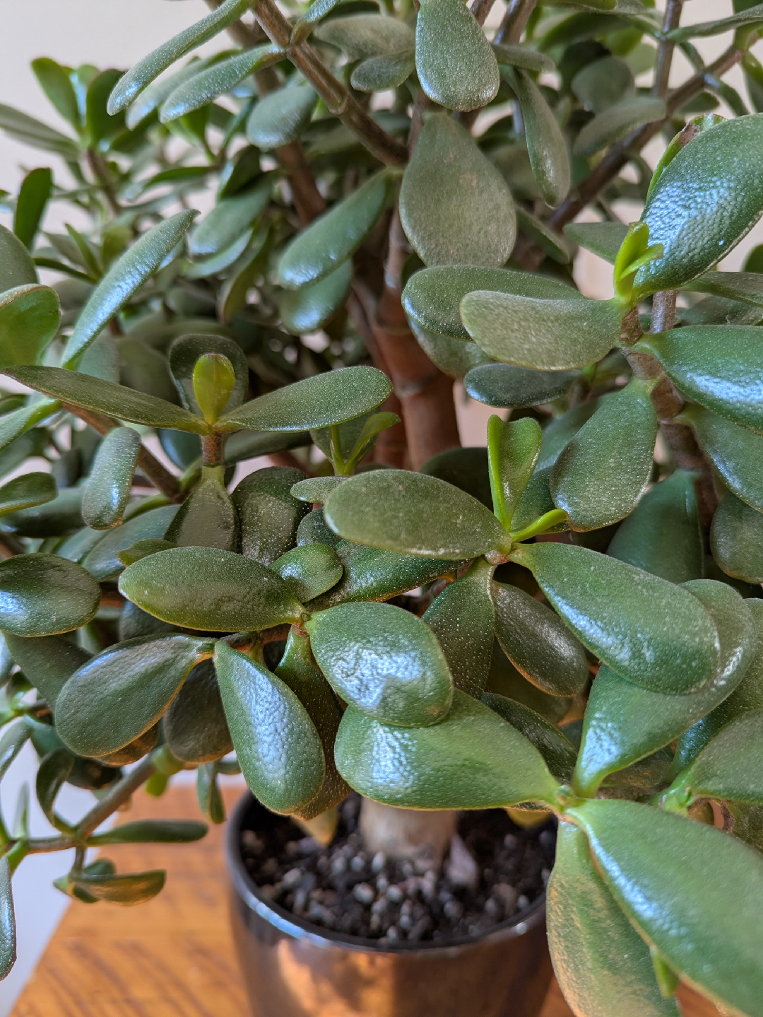 Jade Bonsai Plant - 21" Tall - photo 5