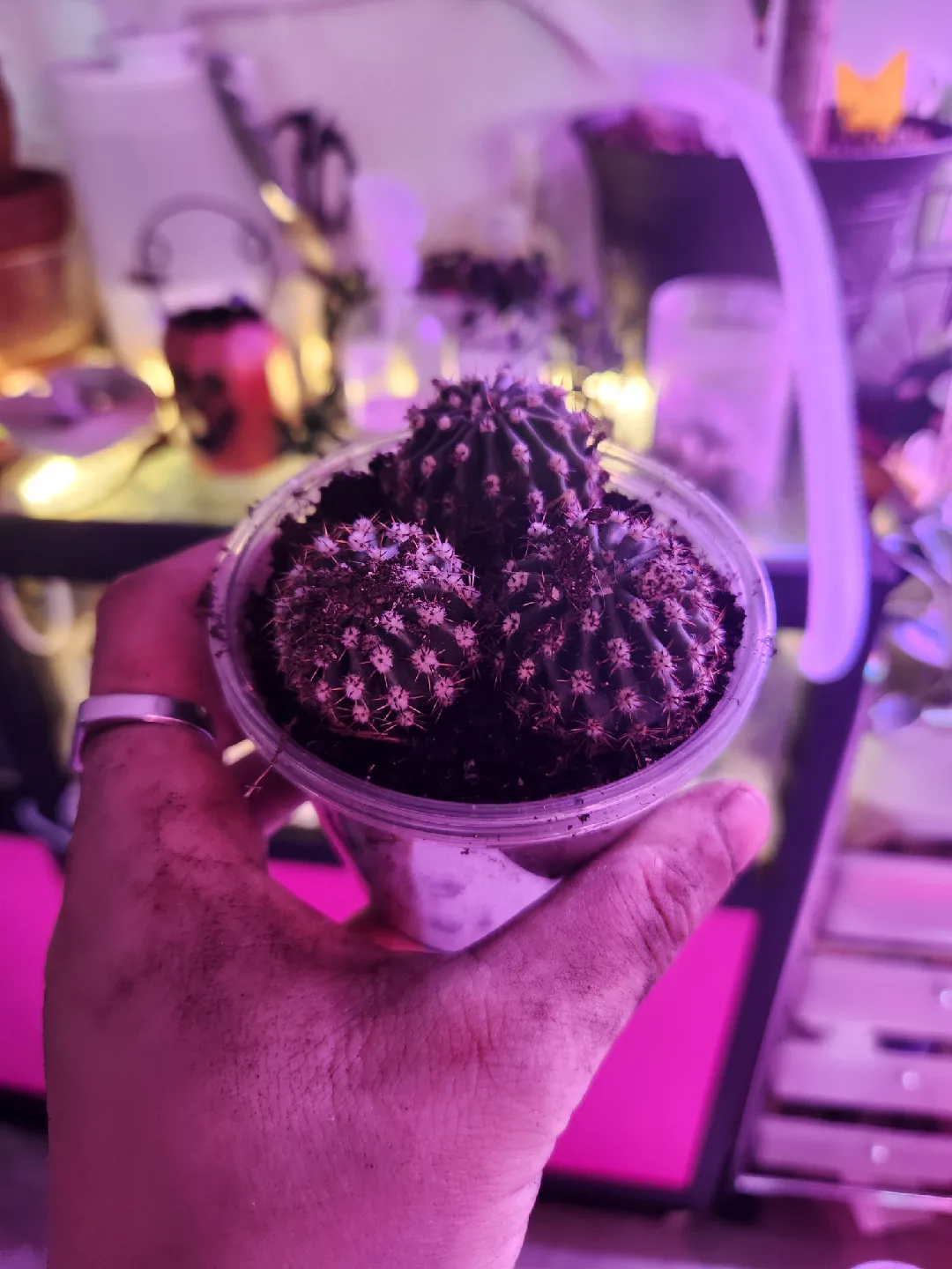 Easter lily Cactus Plant image indicator(2)