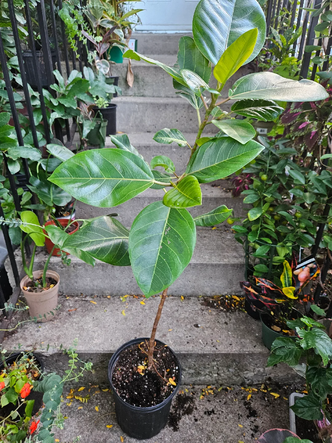 Ficus  plant image indicator(2)