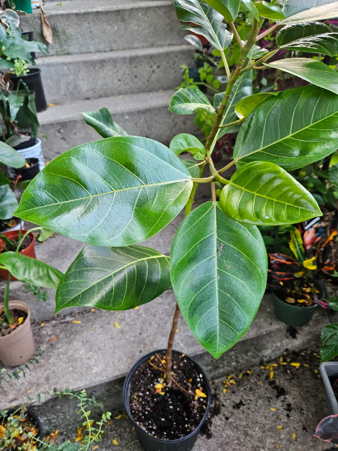 Ficus  plant image indicator(3)