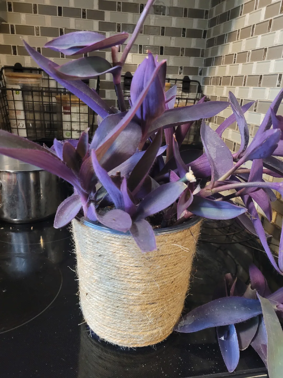 Purple Heart Plant thumbnail