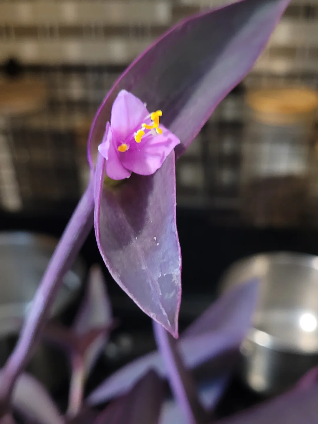 Purple Heart Plant thumbnail