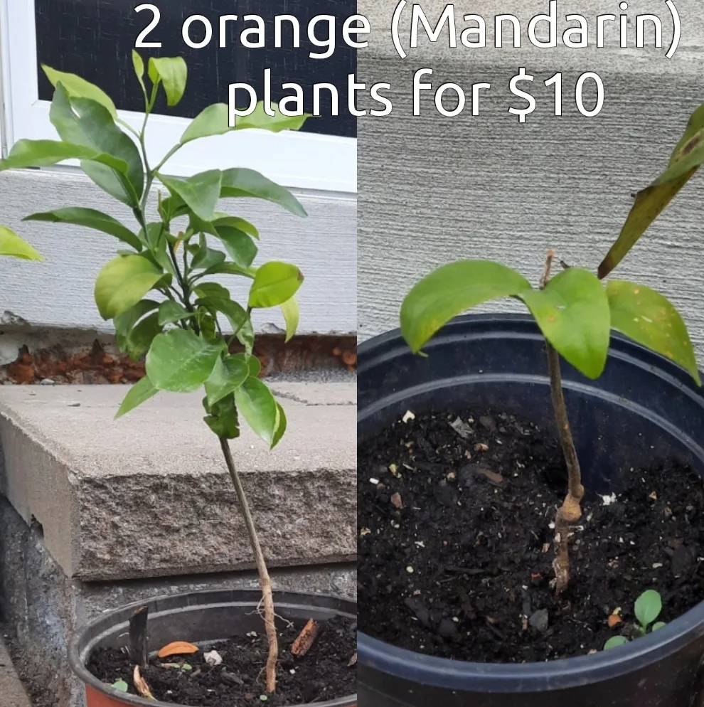 2 Orange (Mandarin) Plants for $10 thumbnail
