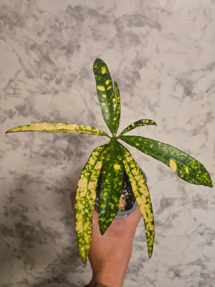 Assorted House Plants image indicator(2)