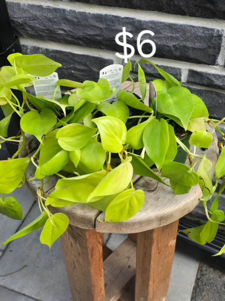 Assorted Indoor Plants image indicator(3)