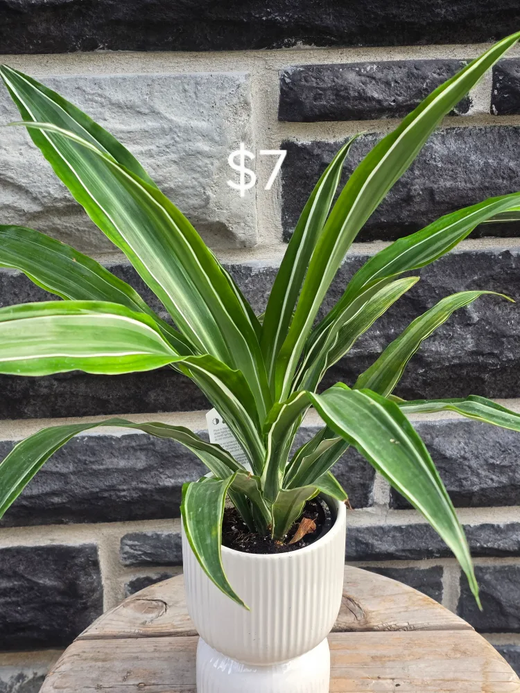 Assorted Indoor Plants image indicator(4)