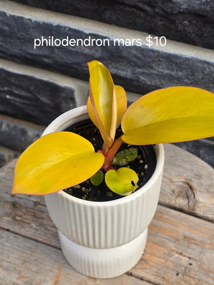 Assorted Indoor Plants image indicator(5)