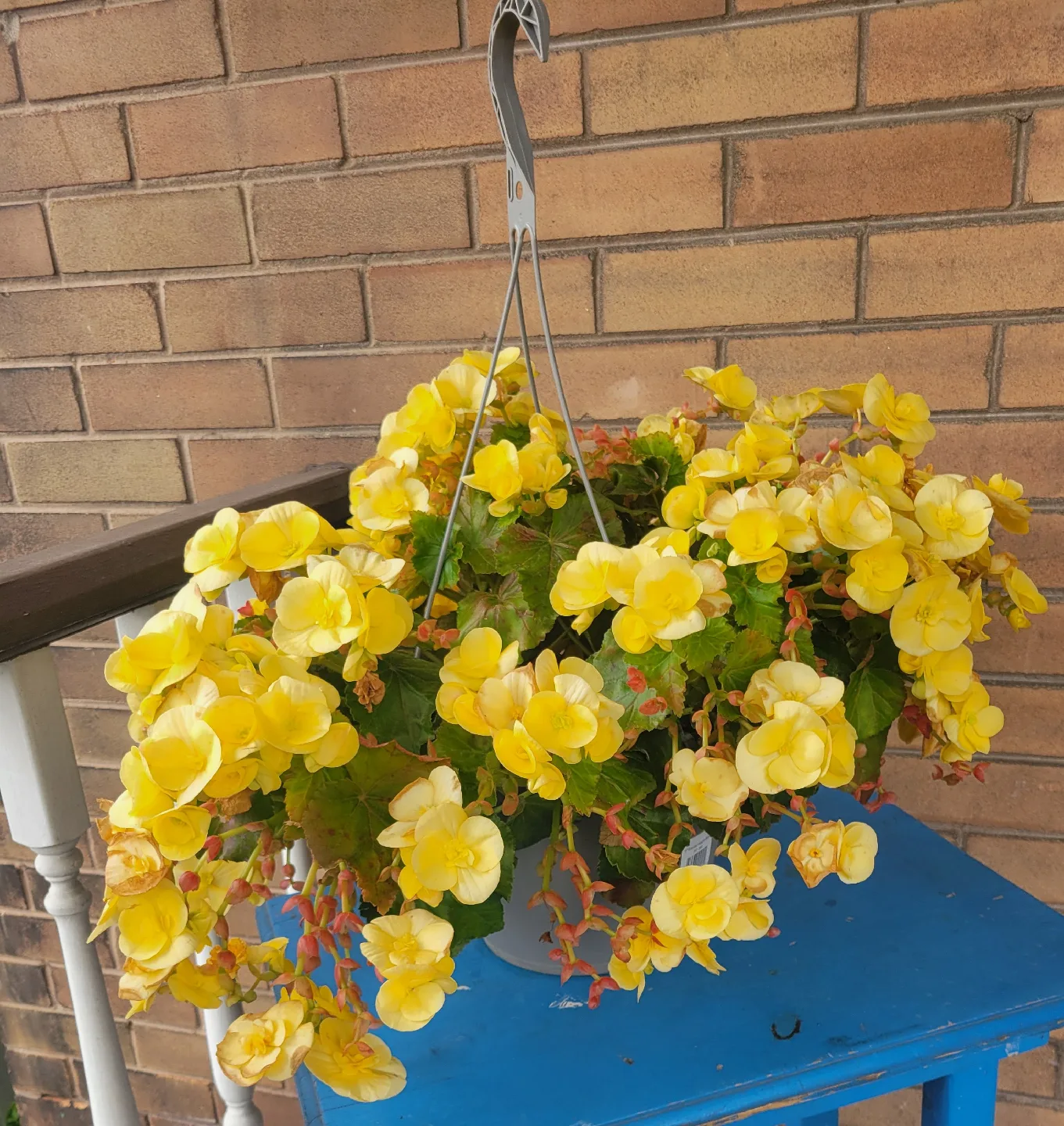 Yellow Hanging Begonia Basket thumbnail