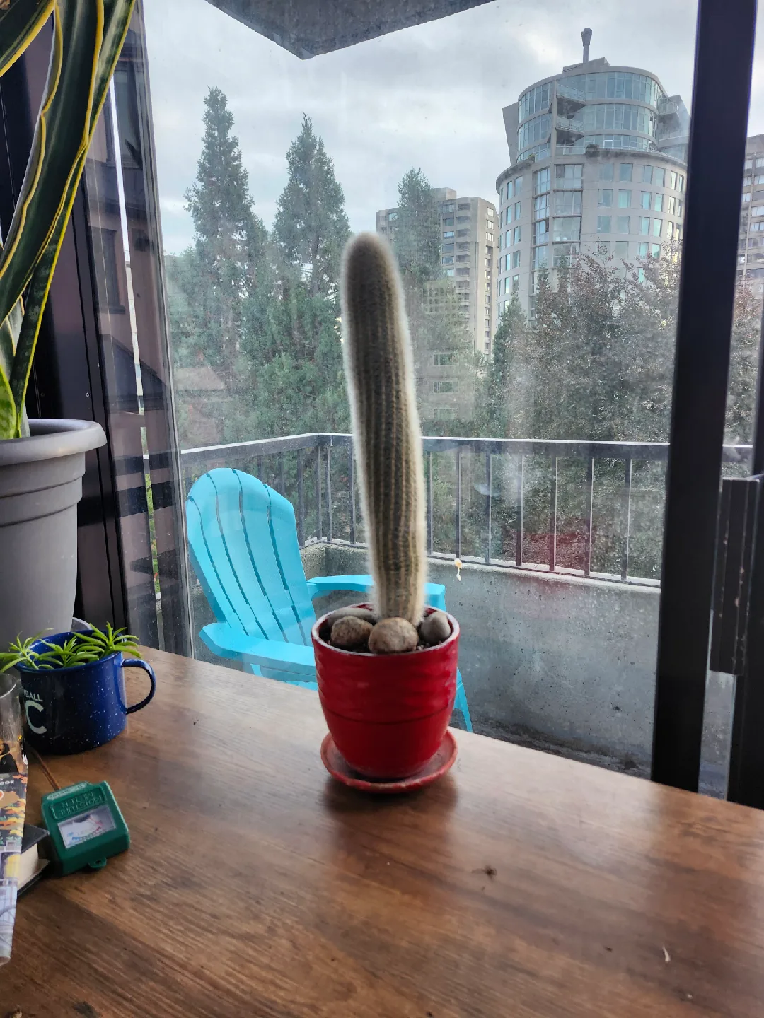 Cactus with pot! thumbnail
