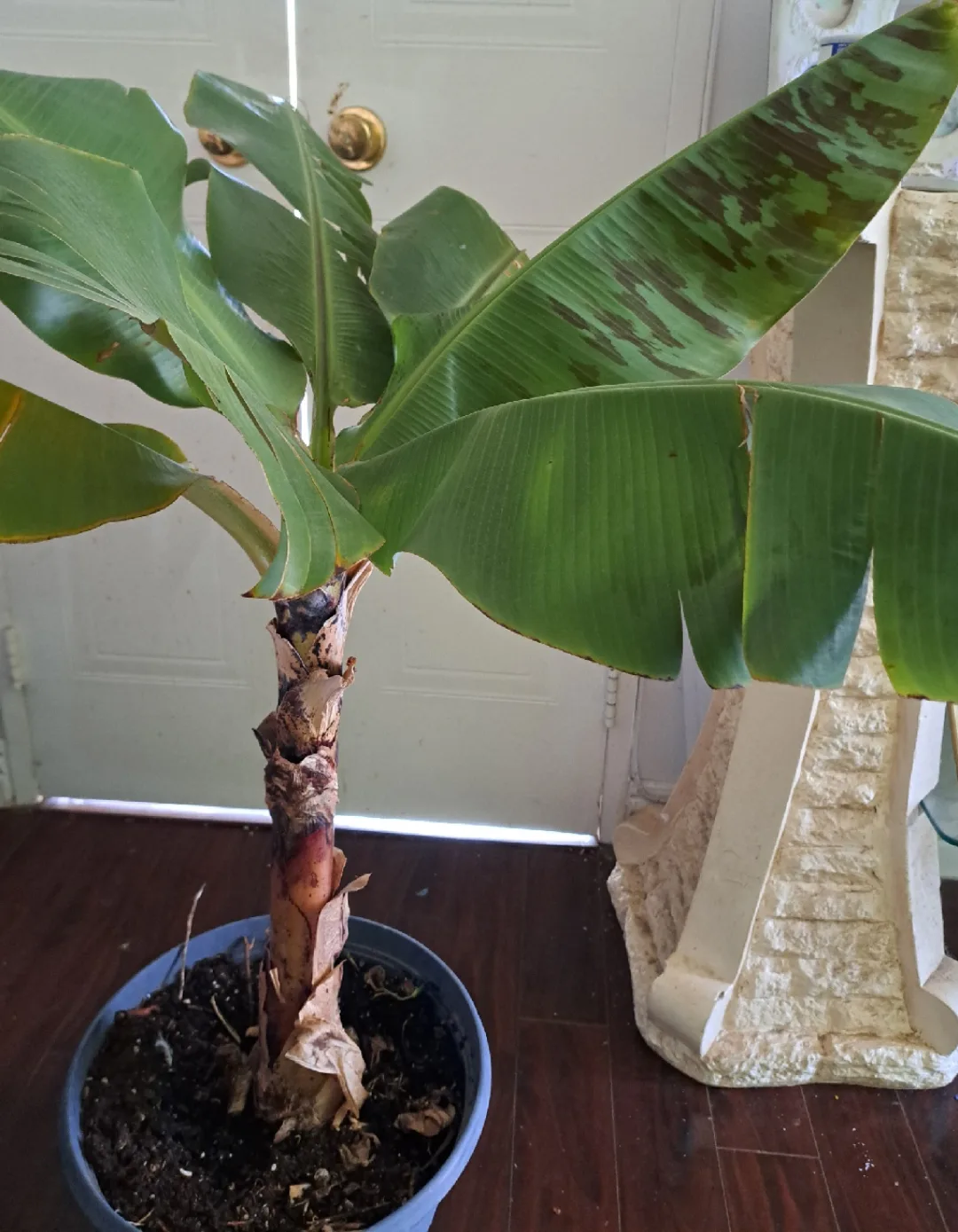 Banana Plant thumbnail