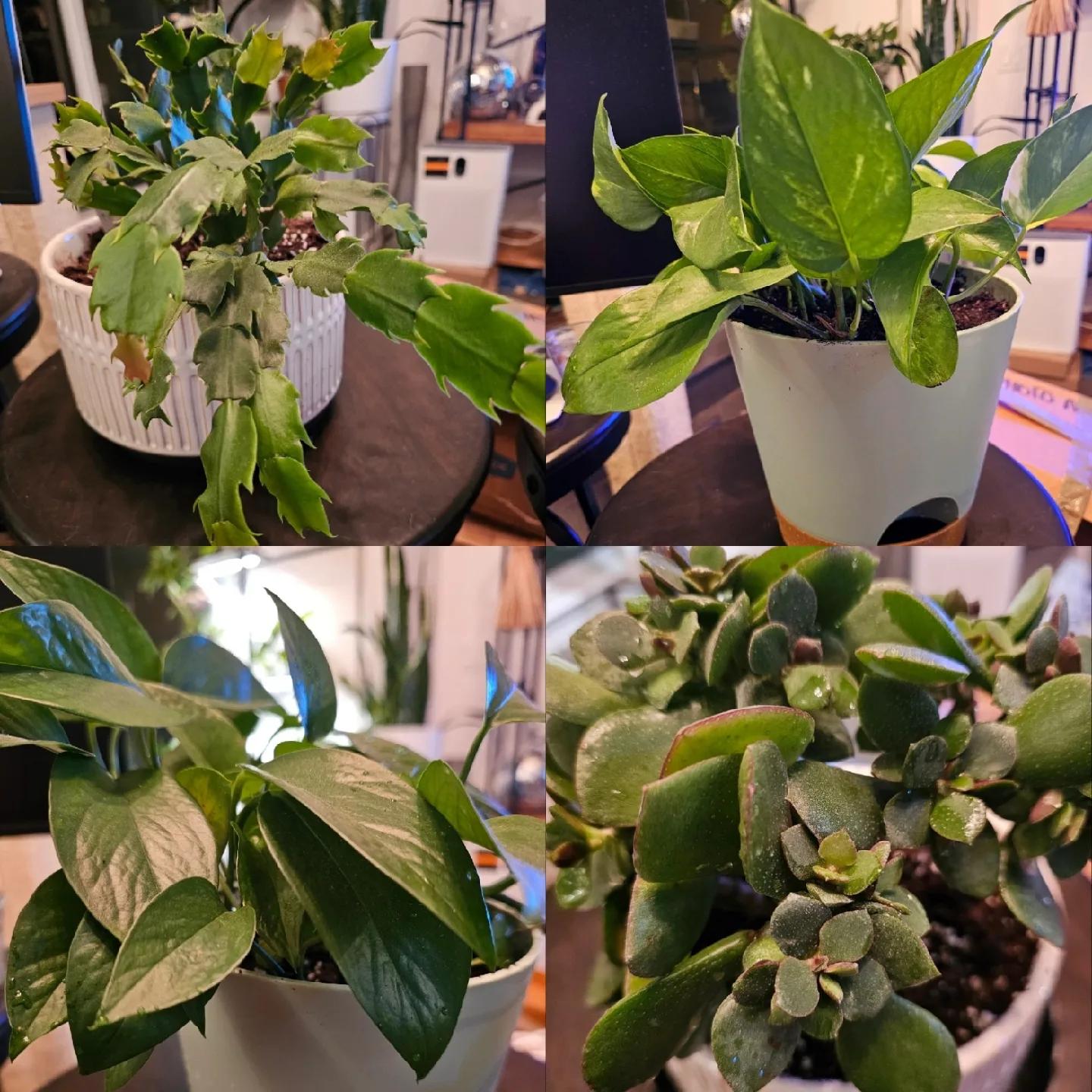 Assorted House Plants