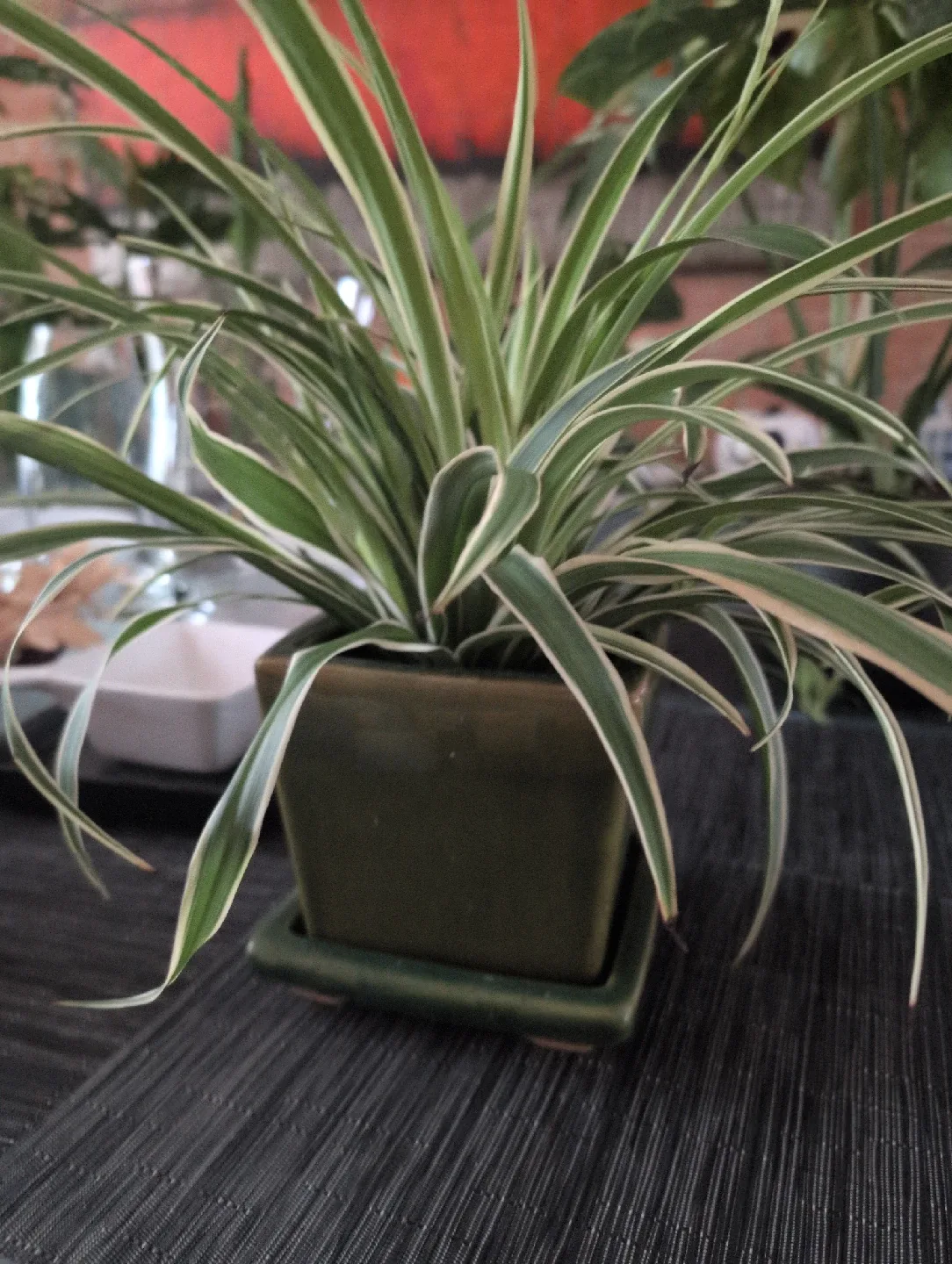 Spider Plant in Decorative Pot thumbnail